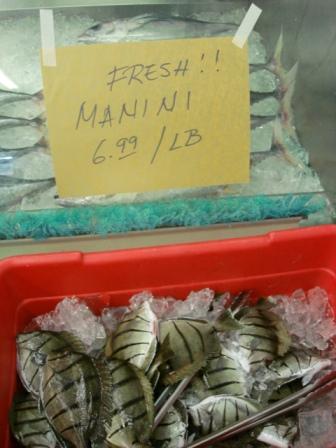 Manini fish Hilo